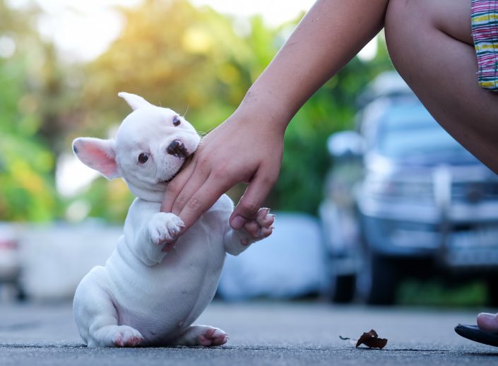 puppy not to bite on a leash puppy not to bite on a leash