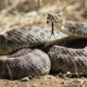 Rattlesnake Tips that could Save Your Dog’s Life