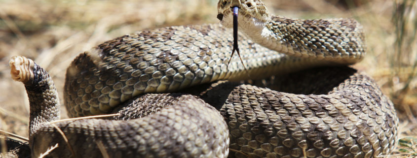 Rattlesnake Tips that could Save Your Dog’s Life