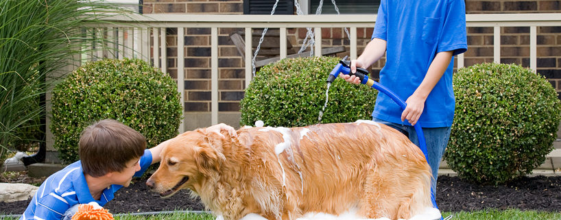 Are You Bathing your Dog Correctly?