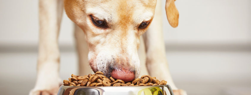 Don't Feed Your Dog These Foods, FDA Warns