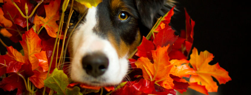 Thanksgiving Safety Tips For Pets