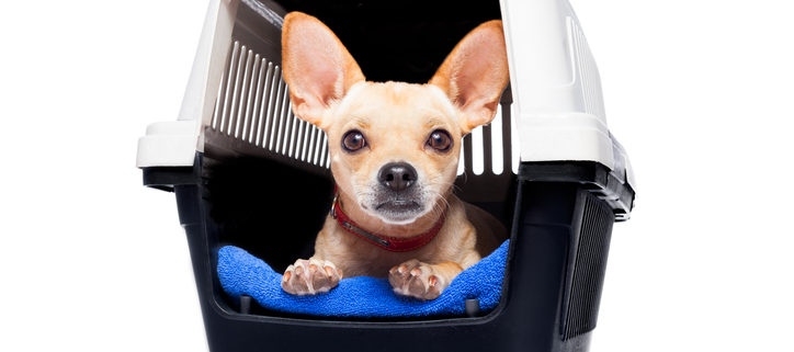 Crate Training-Puppies