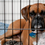 Crate Training-Why They Work