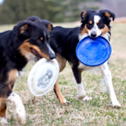 Bringing Home A Second Dog Bringing Home A Second Dog