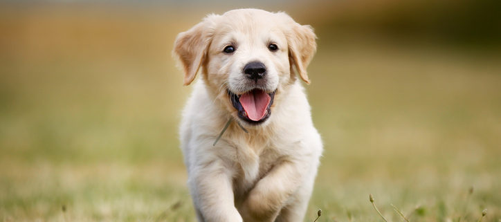 How Soon Can a Puppy Become a Runner?