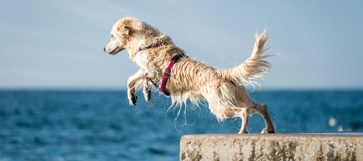 What is Dock Diving?