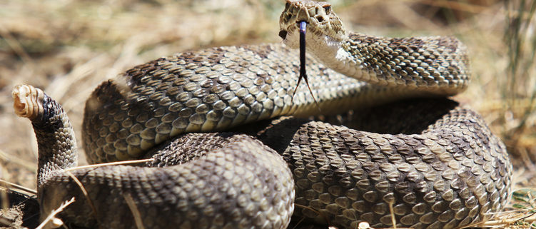 Rattlesnake Safety For Dogs