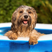 Pool Safety for Dogs