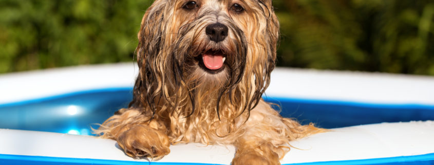 Pool Safety for Dogs