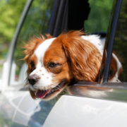 Summer Heat Pet Safety