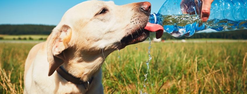 Water Toxicity or Hyponatremia in Dogs