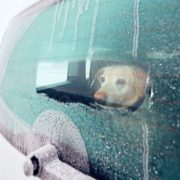 Help For Your Dogs Car Sickness Help For Your Dogs Car Sickness