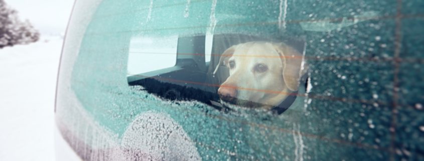 Help For Your Dogs Car Sickness