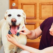 Resource Guarding – Teaching Your Dog How To Share Resource Guarding - Teaching Your Dog How To Share