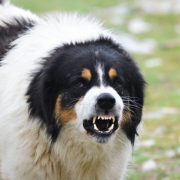 Growling is not always a bad thing