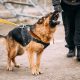 How Poor Obedience Training is part of Dominance Problems