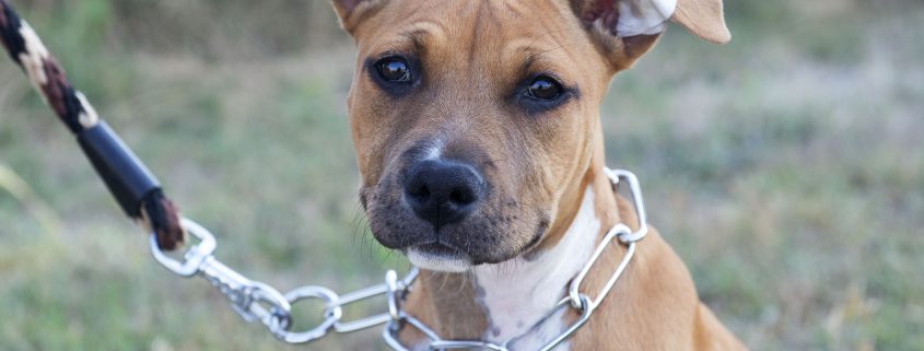 How to Fit a Prong Collar