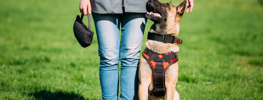 The Power of Training Dogs with Markers