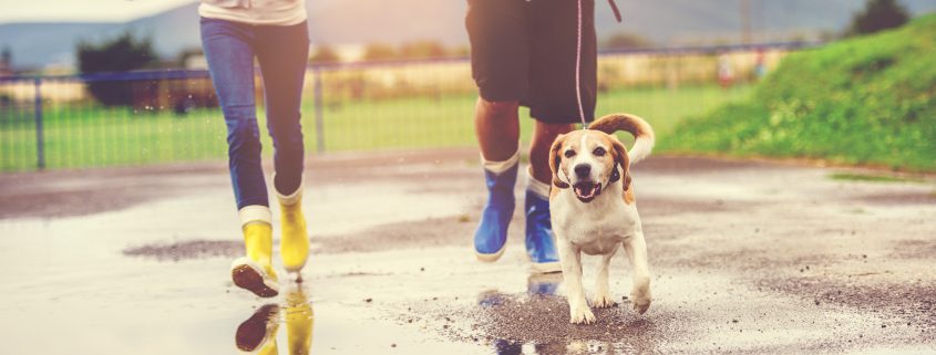 Why Walking Your Dog is Great Exercise