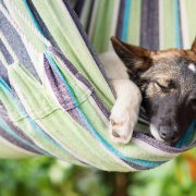 How Does Daylight Savings Time Affect Your Dog?