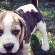How to Know if Your Dog Has Anxiety How to Know if Your Dog Has Anxiety