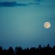 How Does the Moon Affect Your Pet: Lunar Phases and Animals