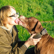 Why do dogs lick?