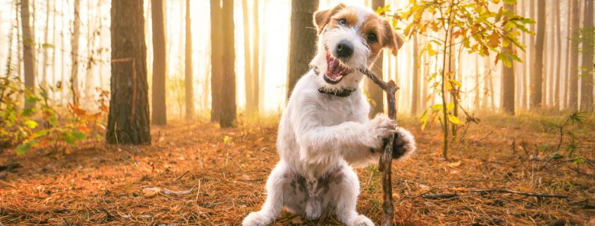 Why Does My Dog Eat Sticks? Tips for Dogs that Eat Sticks, Rocks, & Other Stuff Outside