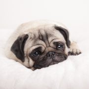 Dogs in mourning: Helping our pets cope with loss Dogs in mourning: Helping our pets cope with loss