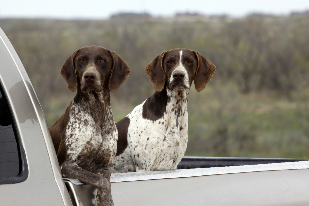 How Many Dogs Die From Riding In Truck Beds