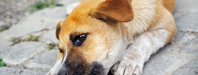 Why Omega-3 Can Help a Dog Who Is Constantly Biting Their Paws