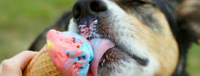 8 Ways To Spoil The Living Daylights Out Of Your Dog