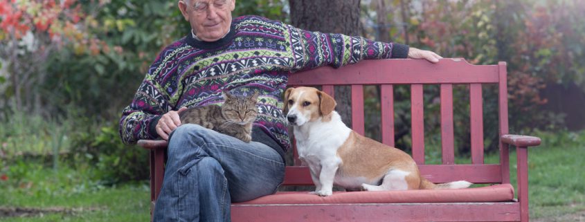 How to Stop Two Dogs Being Jealous Over a Human