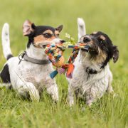 How will your alpha dog fit in at dog daycare