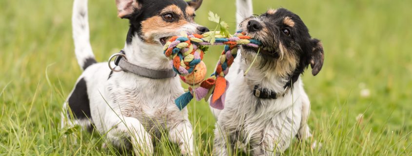 How will your alpha dog fit in at dog daycare