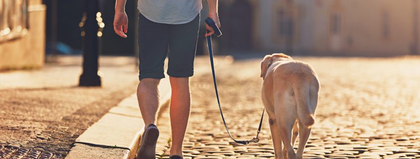 Leash Reactivity in Otherwise Friendly Dogs