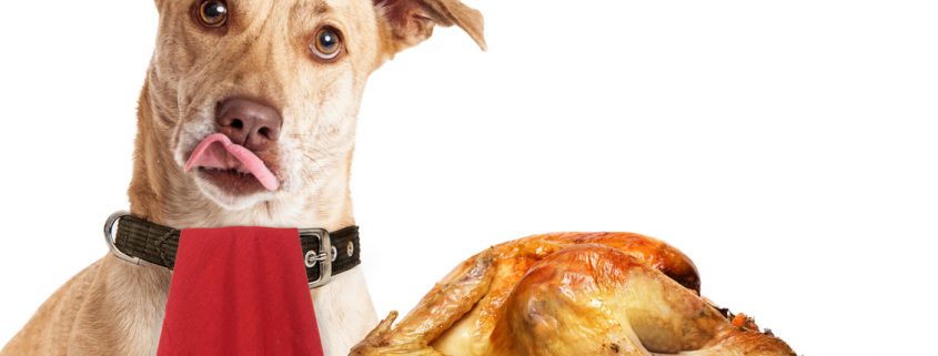 can dogs eat thanksgiving turkey