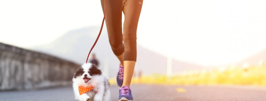 Jogging Can Be Harmful To Puppies