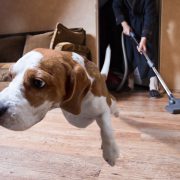 Counter-Conditioning and Desensitization
