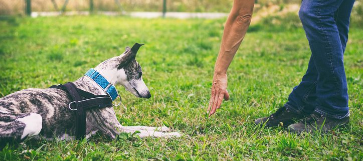 The Evolution of Modern-Day Dog Training & Obedience. Part 1 Today’s trainers owe much to their predecessors