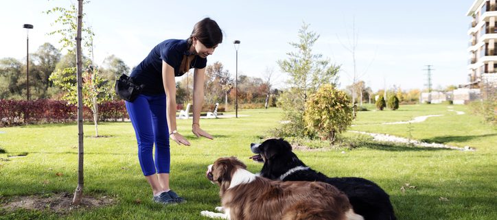 How to Establish Leadership Over a Dog, Without Being a Meanie Pants