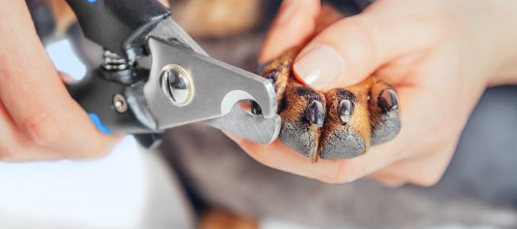 Take the Stress Out of Trimming Your Dog's Nails