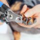 Take the Stress Out of Trimming Your Dog's Nails