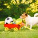 What’s So Special About Your Dog’s Favorite Toy