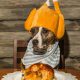 Thanksgiving Safety Tips for Pets