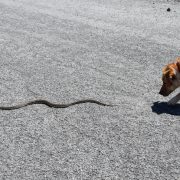 9 Tips To Keep Your Pup Safe From Snake Bites