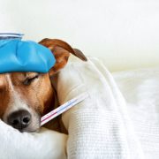 Dog Flu Keep Your Pet Safe