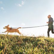 How Soon Can a Puppy Become a Runner