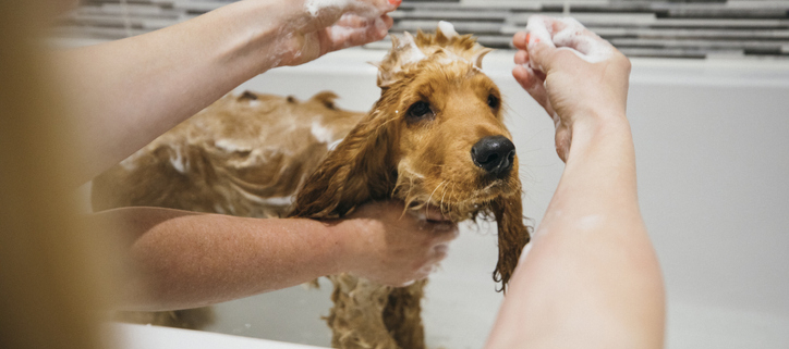 A Dogs Guide to Spring Cleaning